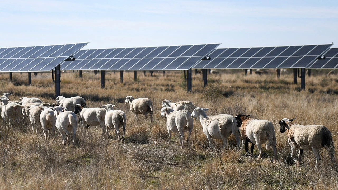 Solar companies deploy sheep across farms in growing green energy trend