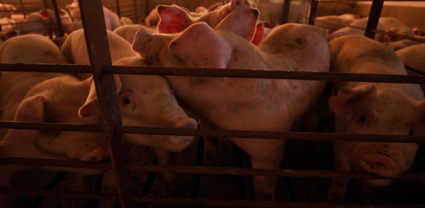 Hollywood pigs out with unfair claim of 'environmental racism' at hog farms