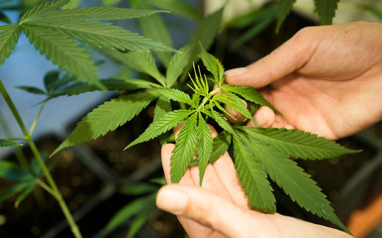 German government to decriminalize limited amounts of marijuana