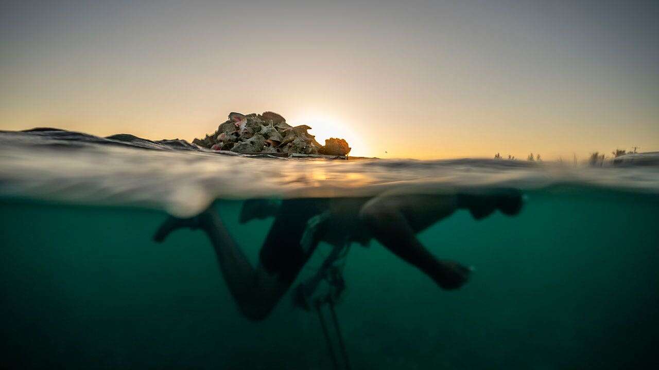 Overfishing wipes out Bahama’s marine snails, a fundamental seafood resource