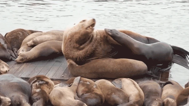 Massive 2,000-pound sea lion shocks tourists at iconic US hot spot: 'He’s like a Volkswagen!'