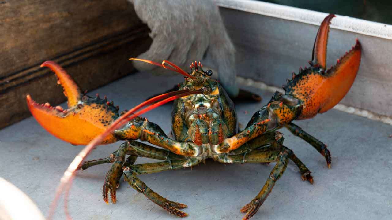 Maine considers paying lobster fishermen to comply with future regulations