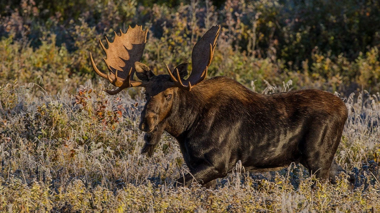 Santa Fe authorities capture moose that wandered through downtown