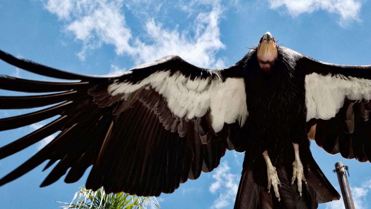 Critically endangered California condors to receive vaccine after a dozen die from bird flu