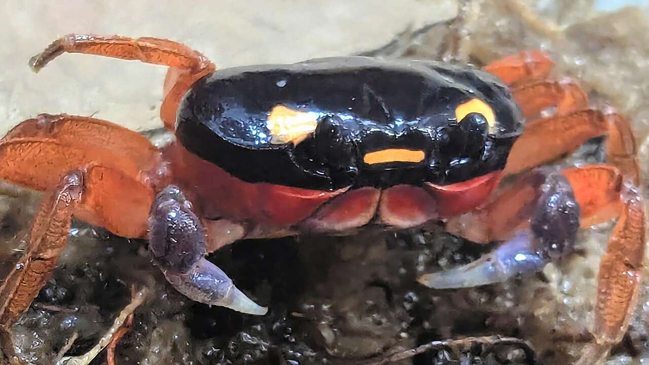 Halloween crab rescued at airport is now on display at zoo: 'Charming crustacean'