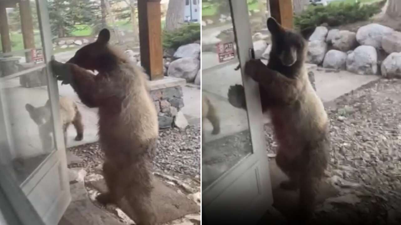 Colorado homeowner captures video of bear opening front door