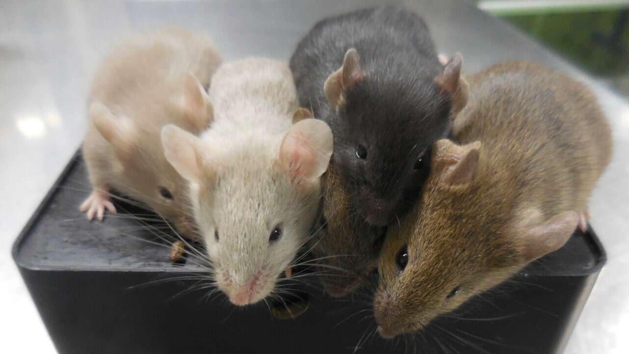 Scientists create mice with cells from 2 males for first time