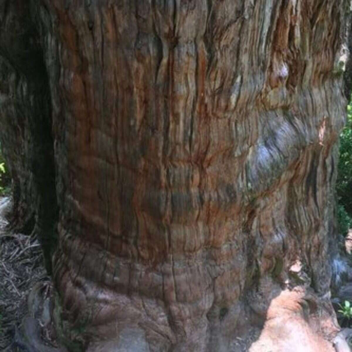 Il record di “albero più vecchio del mondo” ha un nuovo contendente in Cile