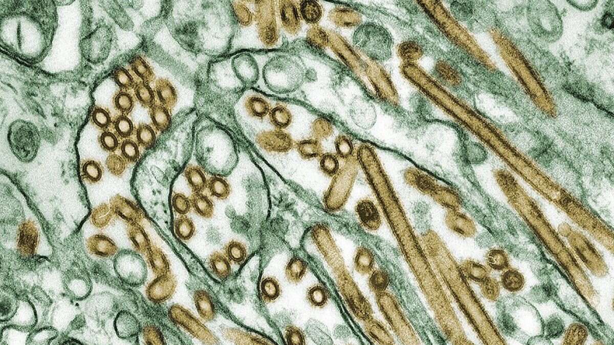 Cosa succede se l’influenza aviaria inizia a diffondersi nell’uomo: le simulazioni degli scienziati