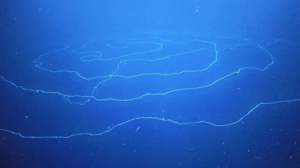 Negli abissi dell’Australia c’è una creatura enorme: forse è l’animale più lungo della Terra