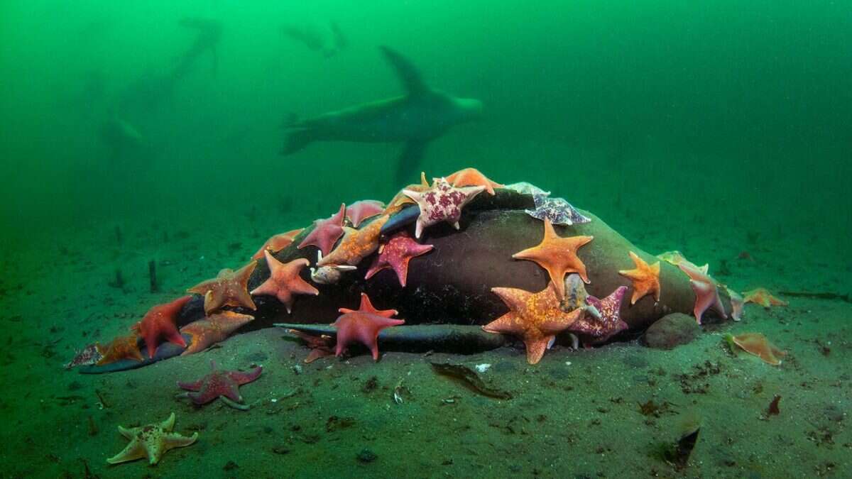 Uno sciame di stelle pipistrello divora un leone marino sul fondo del mare: lo scatto straordinario