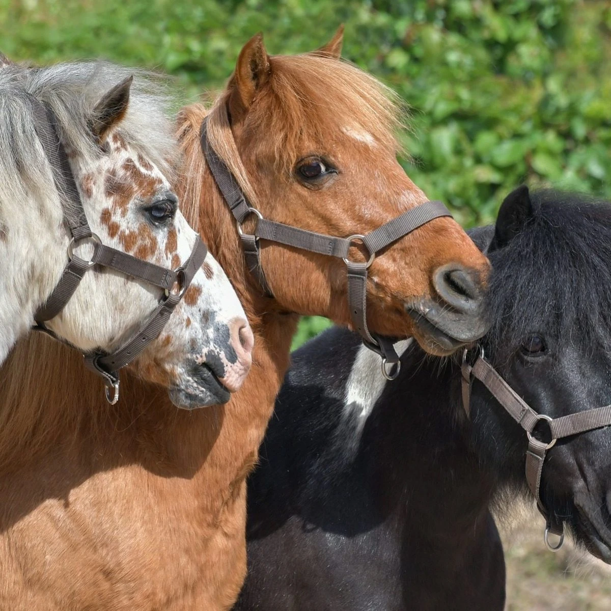 Le battaglie nel Medioevo non erano così “epiche”: i cavalli erano grandi come pony