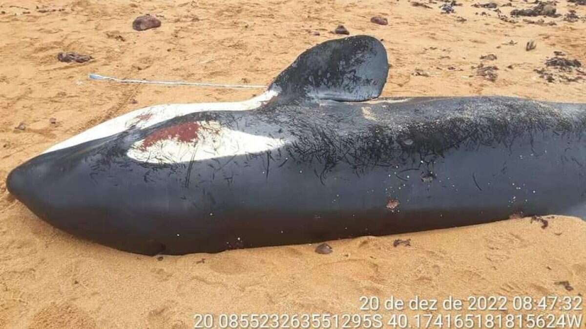 Orca muore tra atroci sofferenze con lo stomaco pieno di plastica: trovati un tappetino e sacchetti