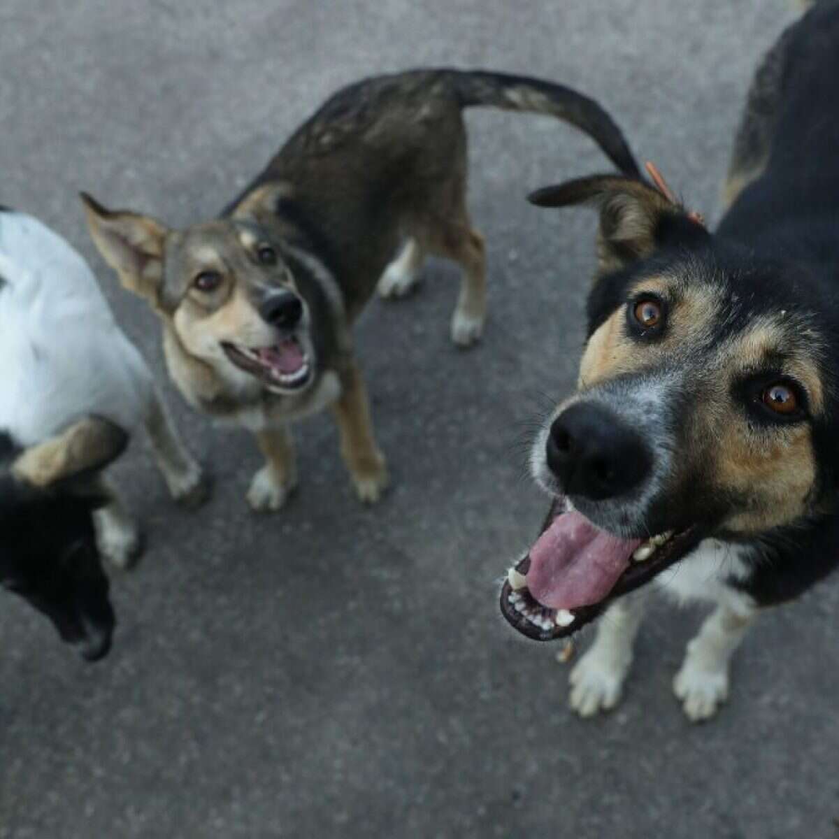 Perché l’Italia vieta l’ingresso di cani e gatti randagi o provenienti dai rifugi dell’Ucraina