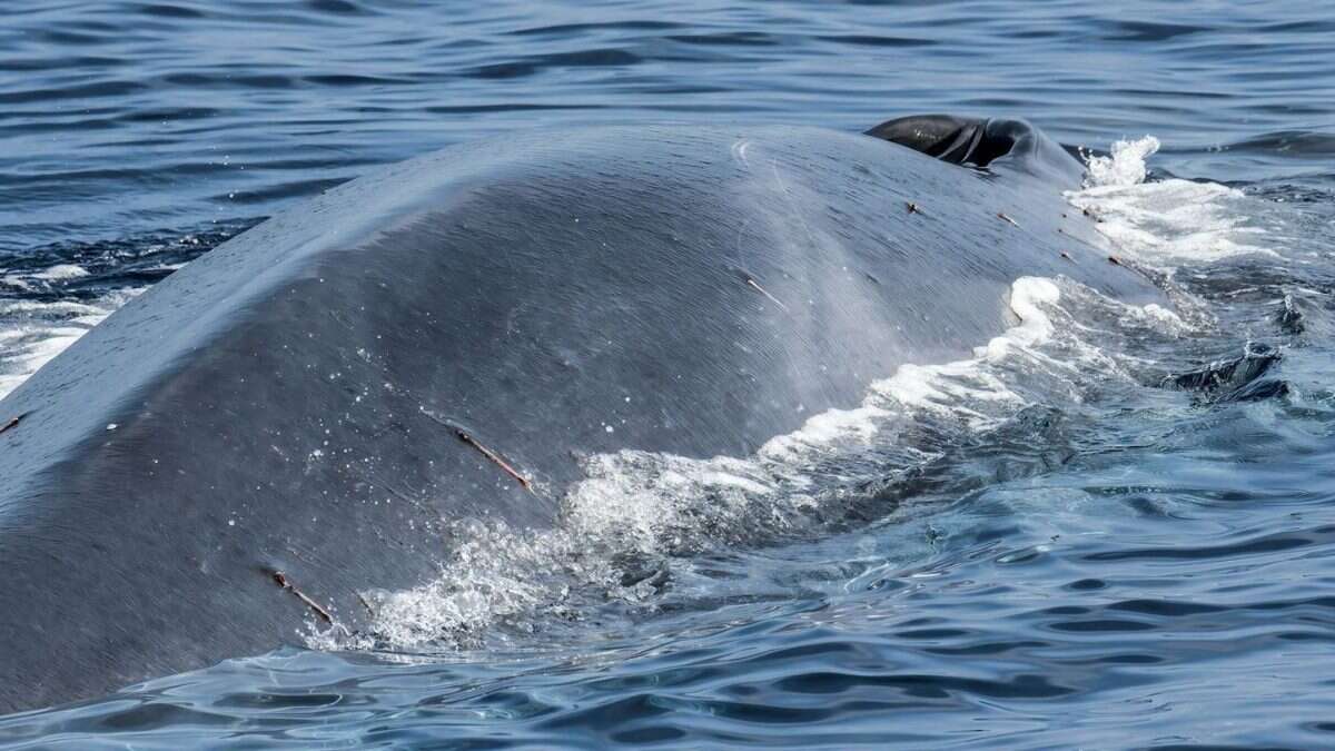 Perché le balene possono aiutarci a combattere i cambiamenti climatici