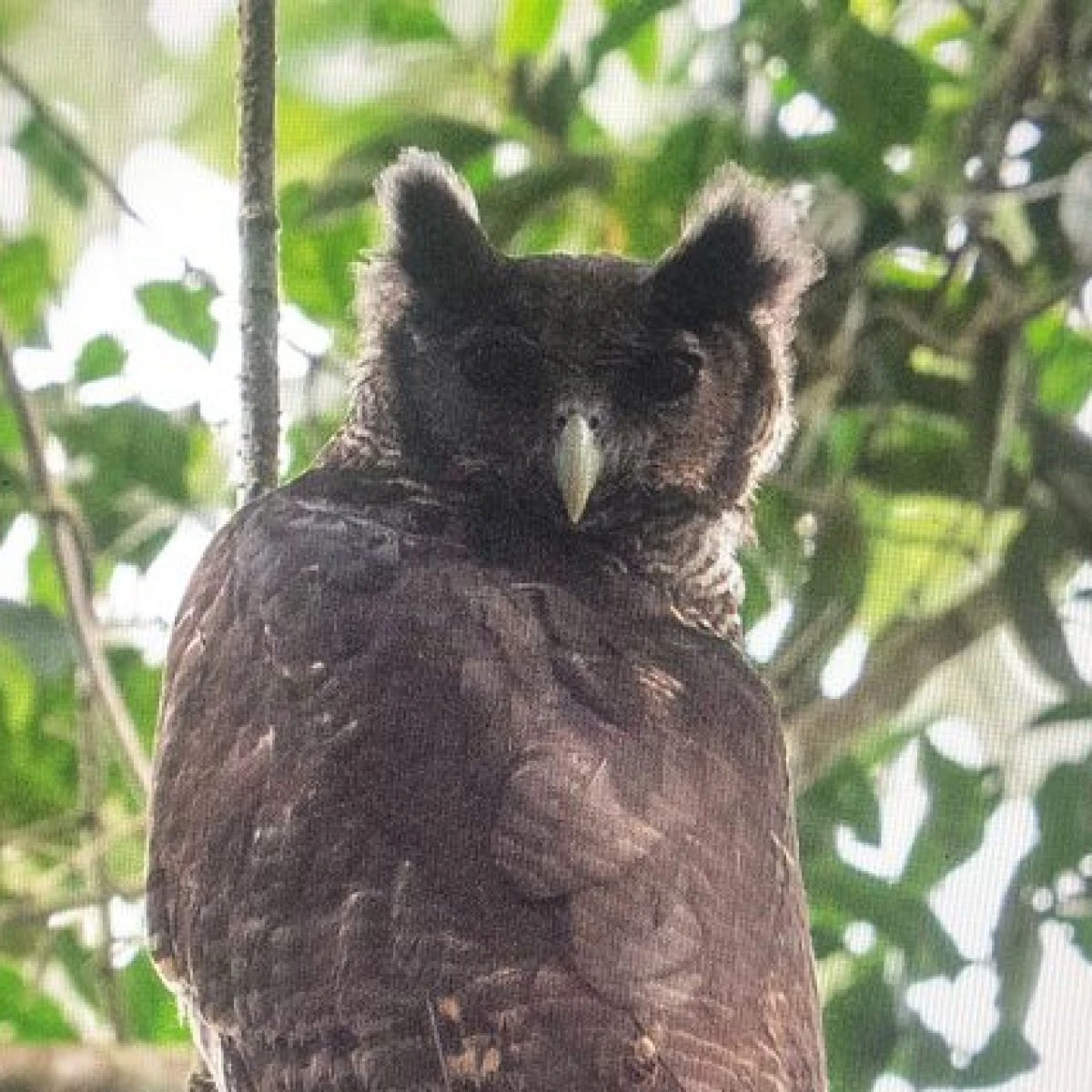 La foto del gigantesco (e rarissimo) gufo reale: non si vedeva in natura da 150 anni