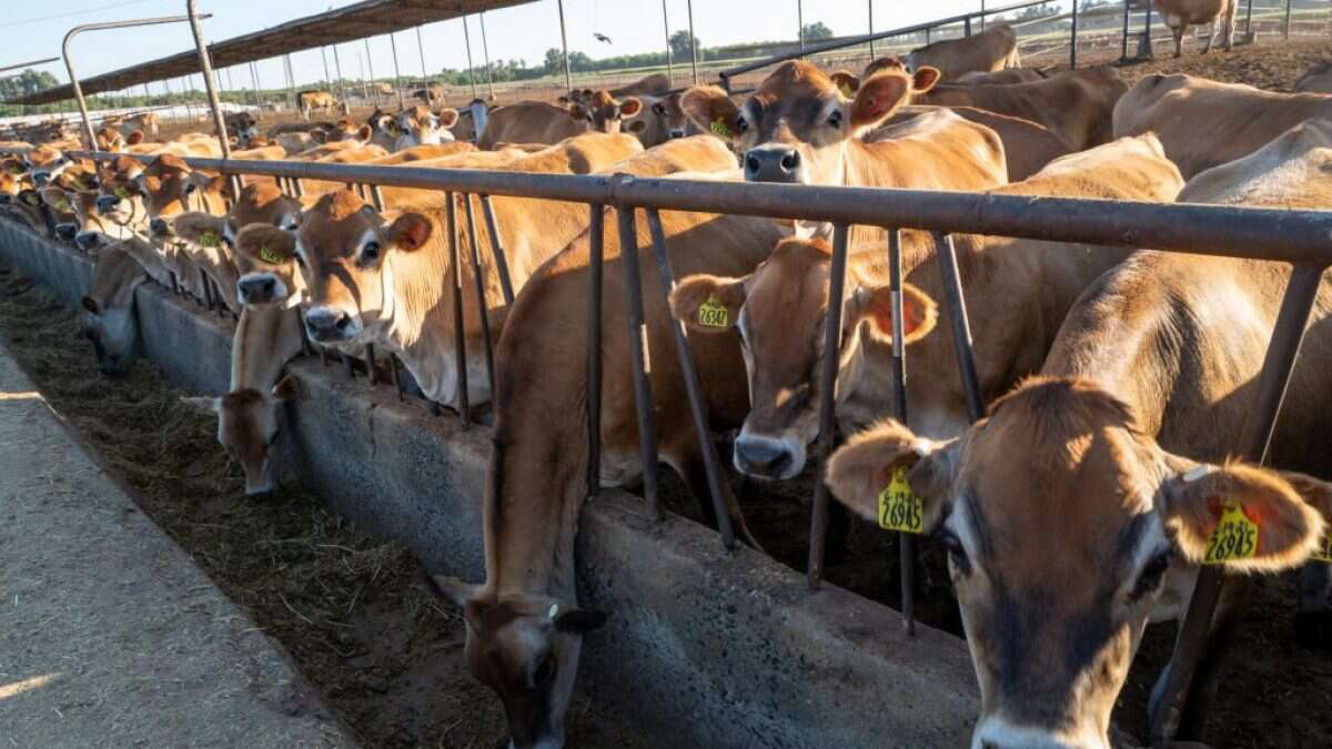 Le emissioni di metano di queste 15 aziende di carne e latte superano quelle di molti Paesi europei