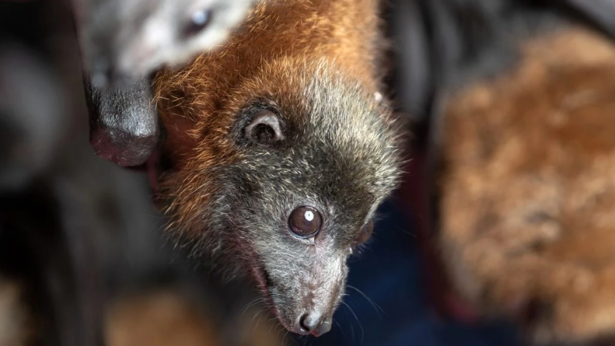 Perché i pipistrelli affamati possono causare una nuova pandemia