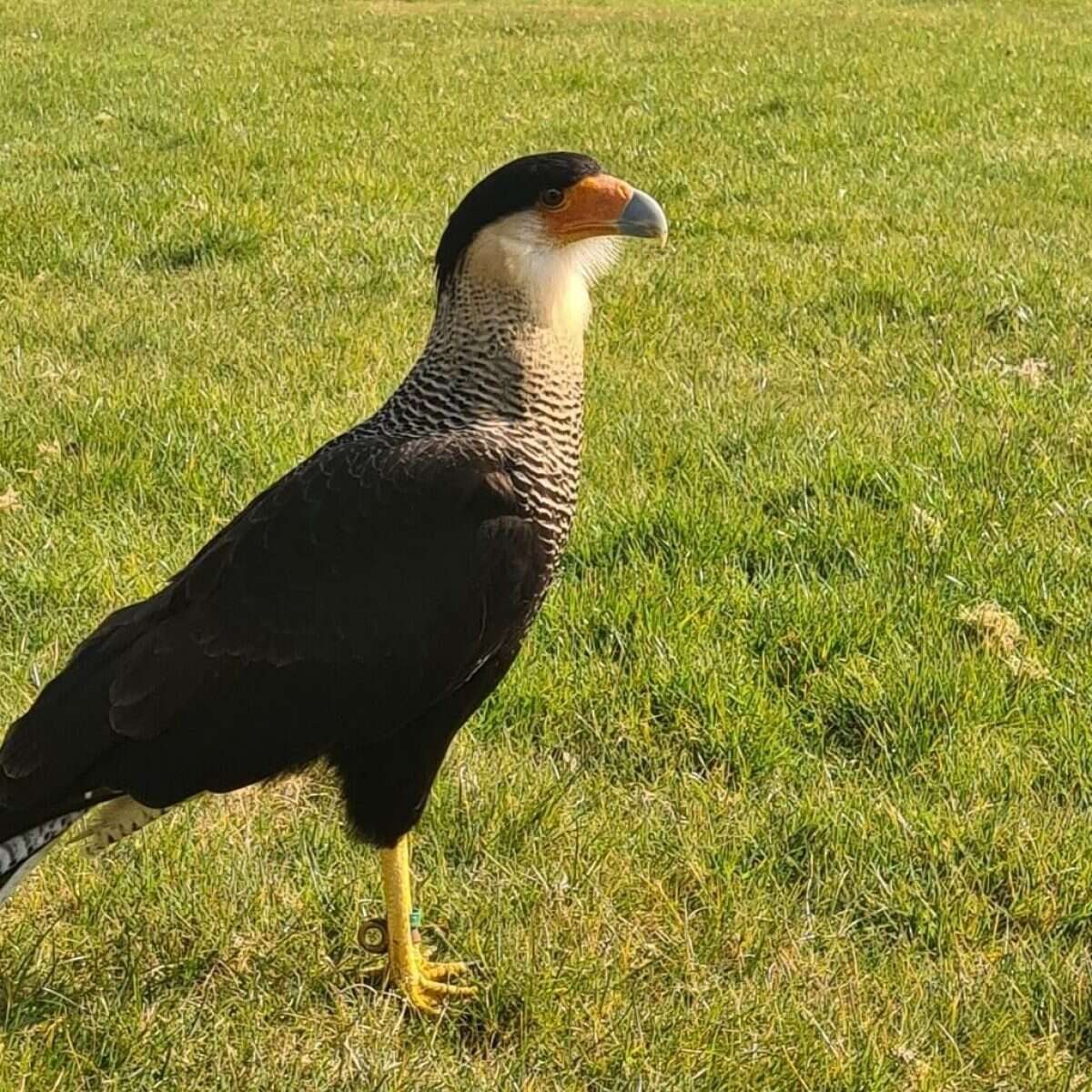 Un meraviglioso uccello rapace è fuggito dallo zoo di Londra, conquistando la libertà