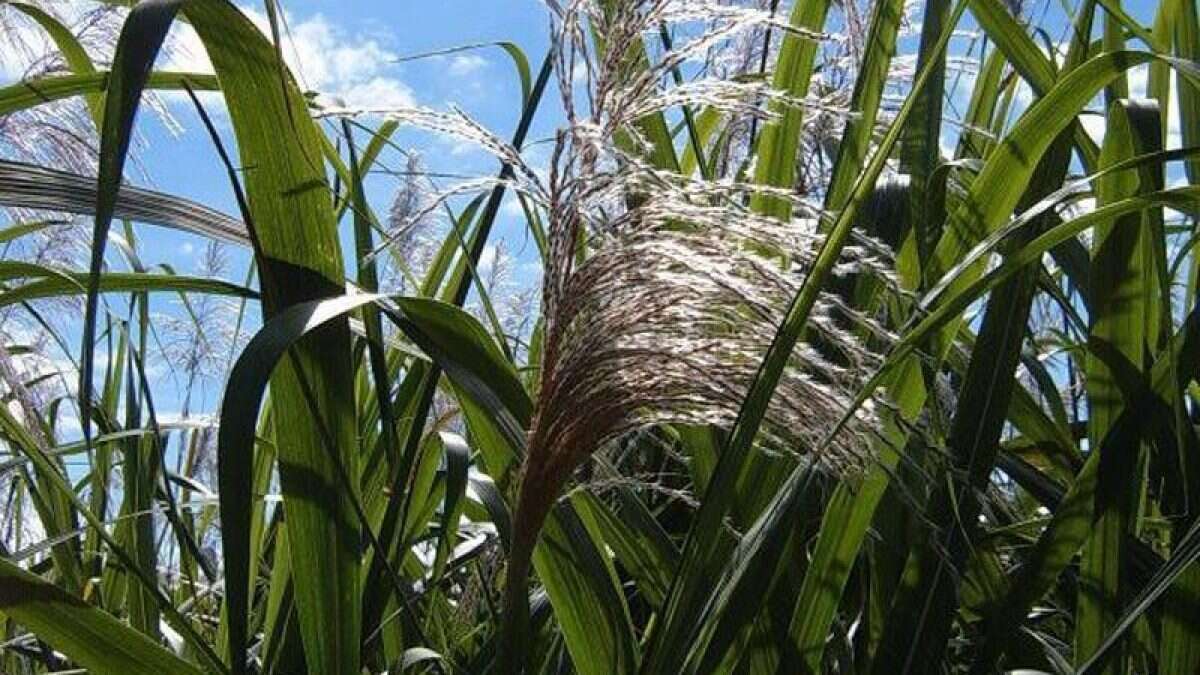 Nuova arma contro l’antibiotico-resistenza, la produce un patogeno della canna da zucchero