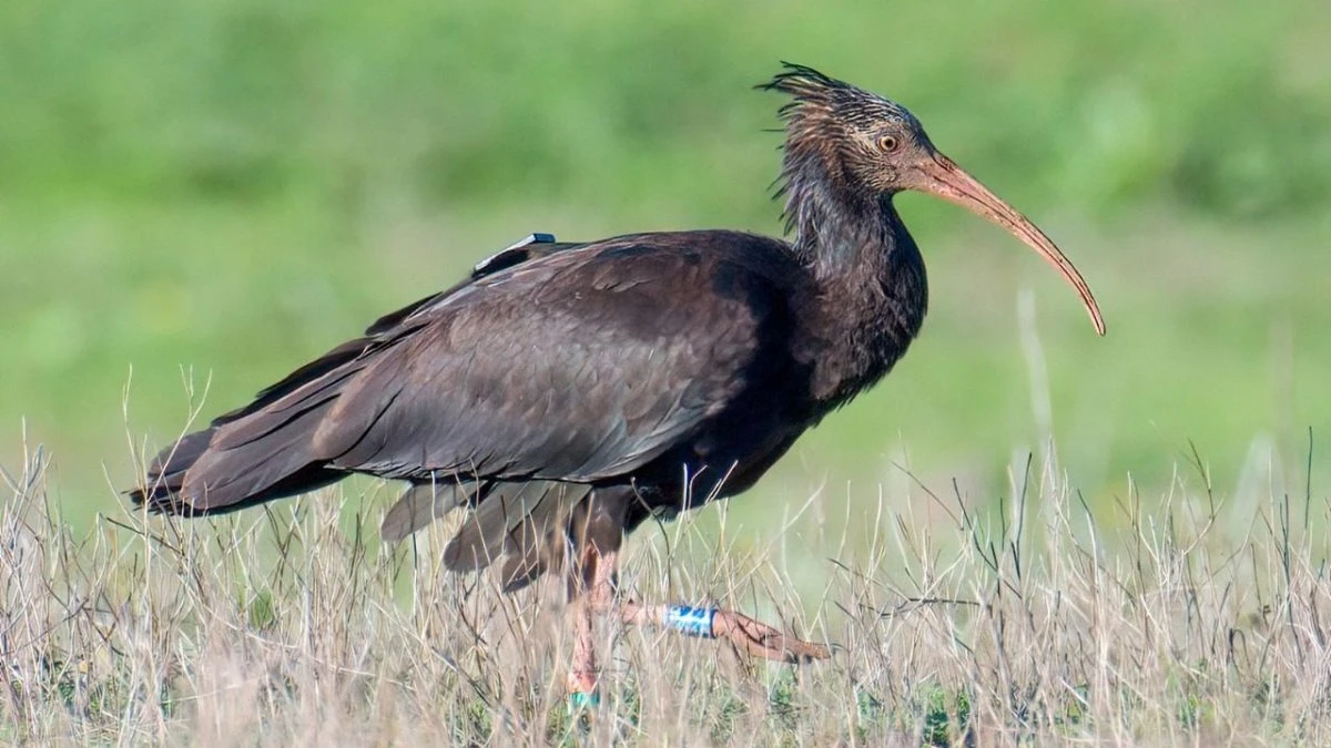 Coppia di rarissimi ibis eremita avvistata ad Anzio: il video degli uccelli a rischio estinzione