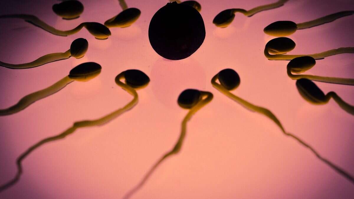 Crollo degli spermatozoi negli uomini di tutto il mondo, dimezzati in 50 anni: rischio infertilità