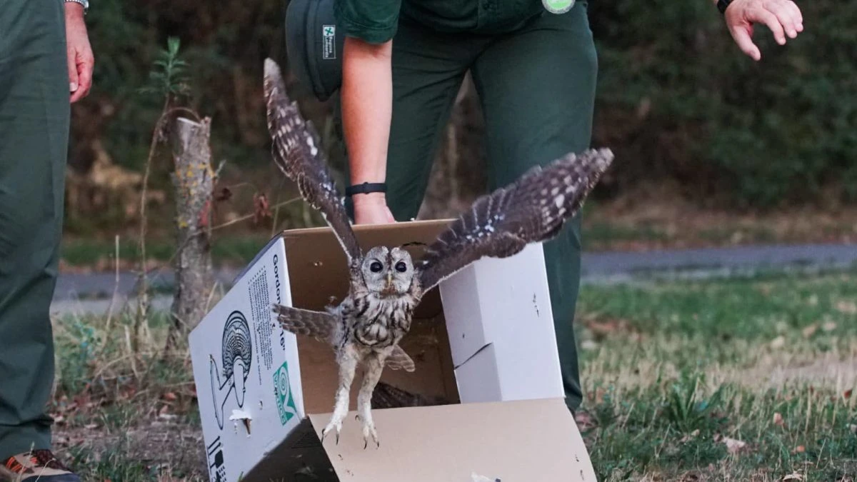 Guarite le civette ferite del Parco Nord di Milano: finalmente tornano a volare