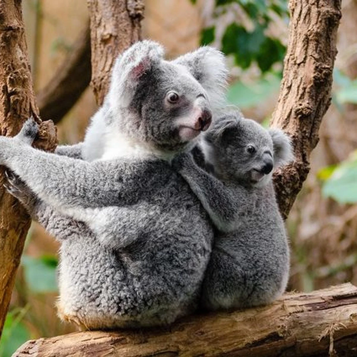 I koala colpiti da una malattia che li rende sterili: sono sempre più vicini all’estinzione
