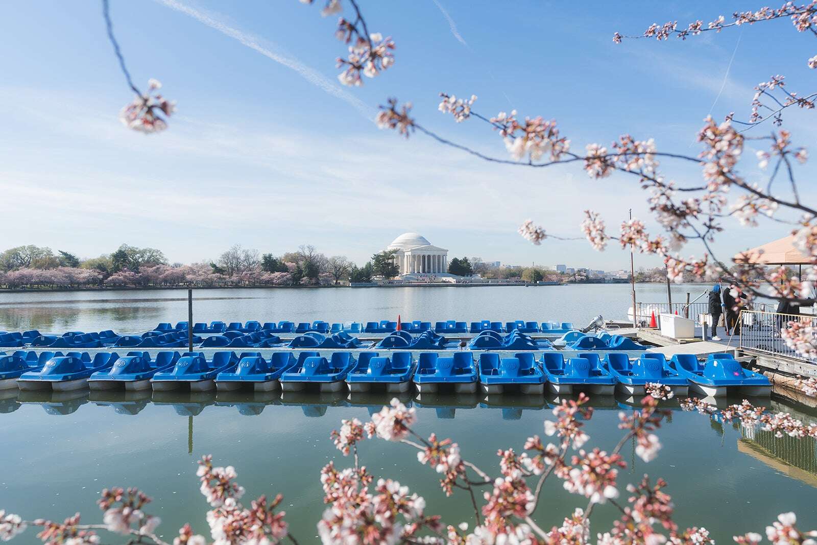 Peak bloom date announced: Best time to see DC’s cherry blossoms in 2024