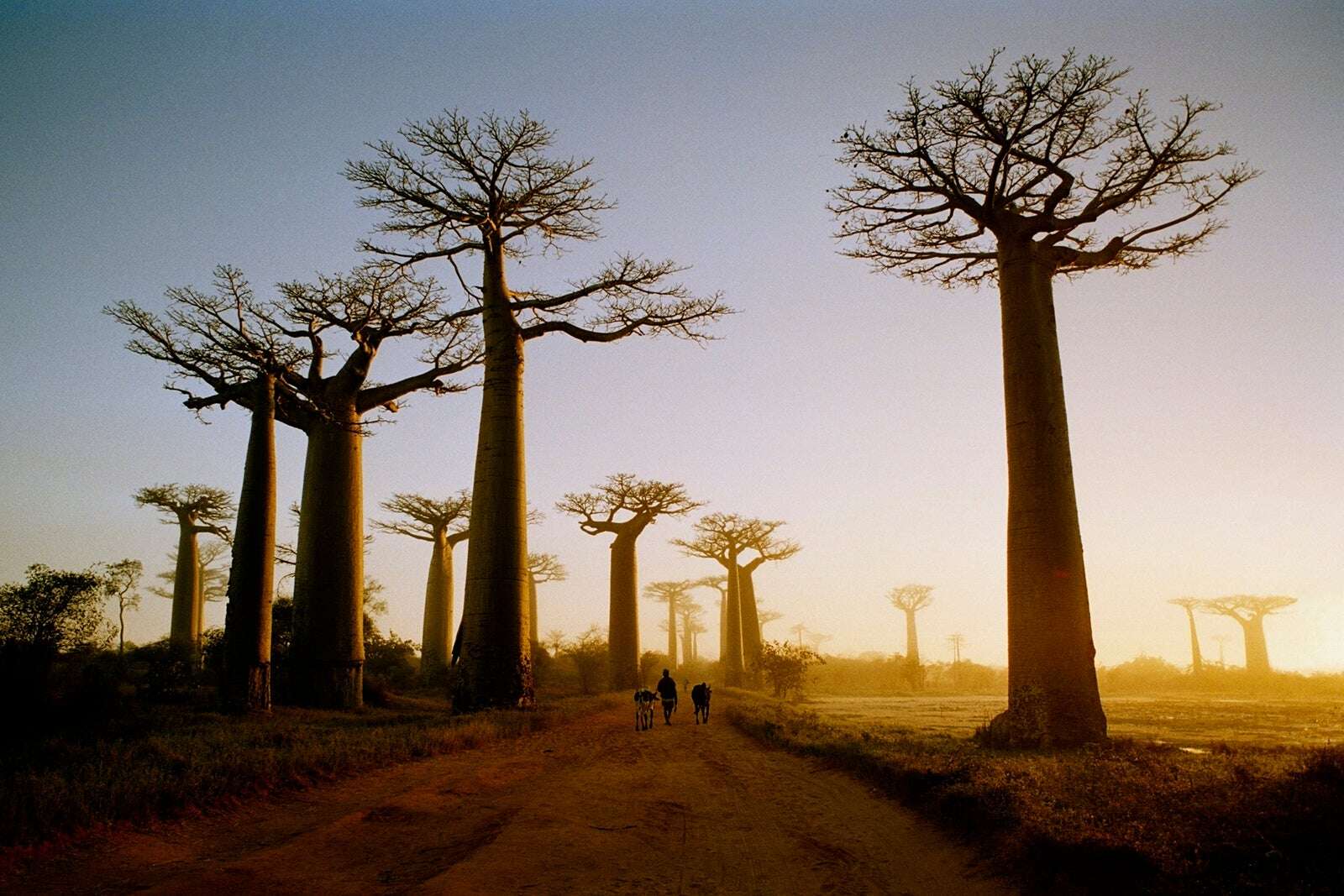 How I used points and miles to book business-class flights to Madagascar for my honeymoon