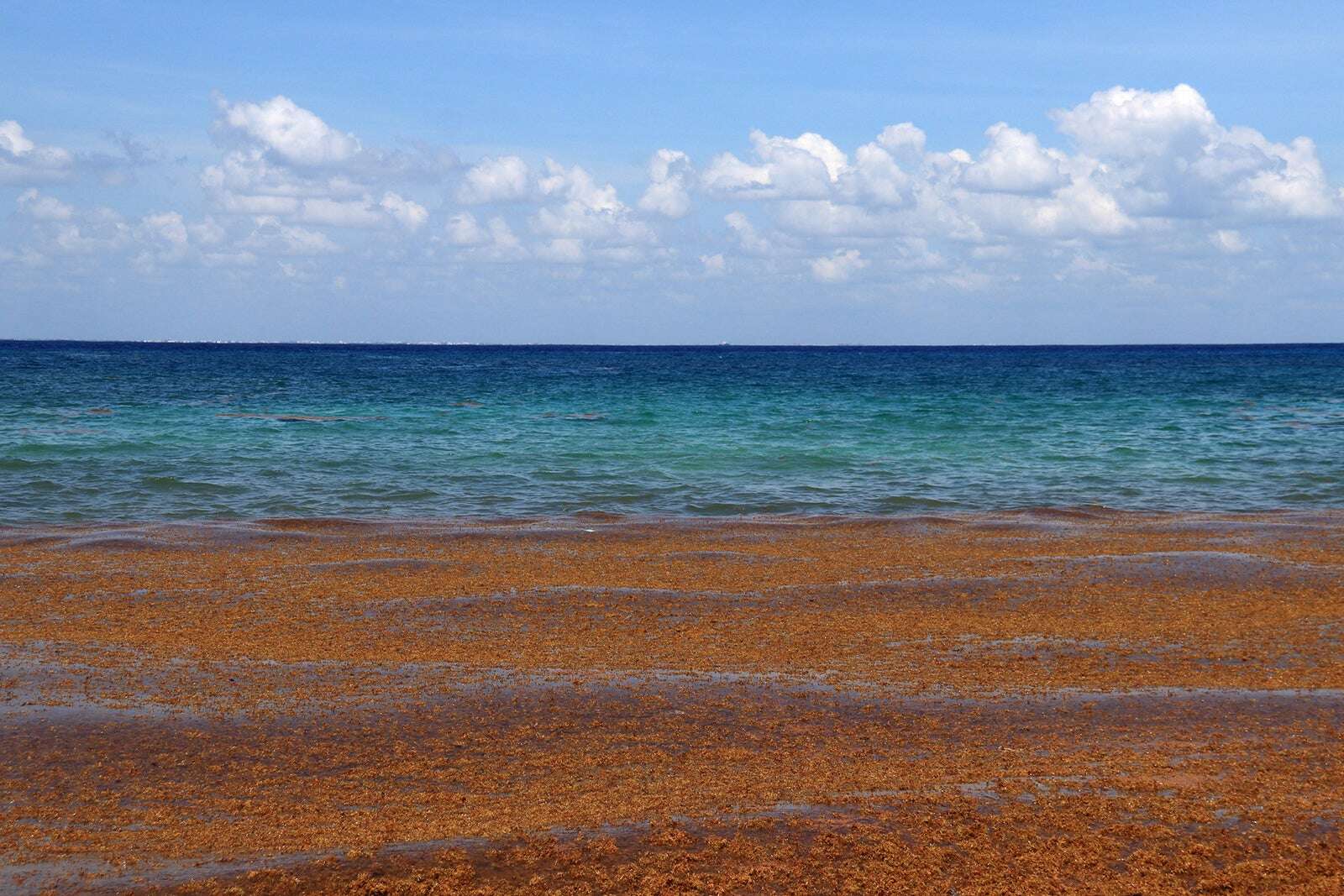 Should you be worried about seaweed ruining your vacation?