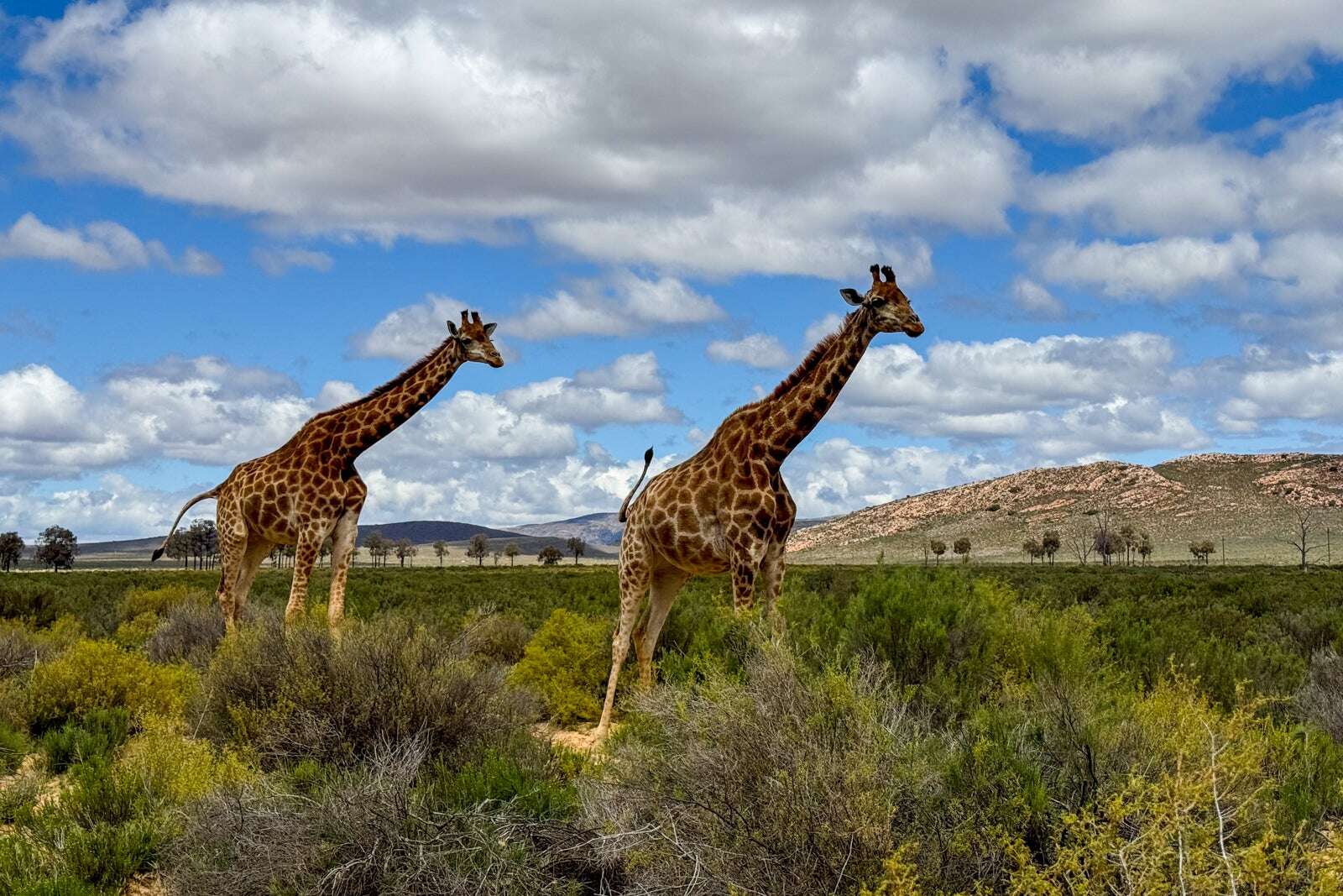 Uber Safari explores South Africa wildlife through February 2025, and we checked it out