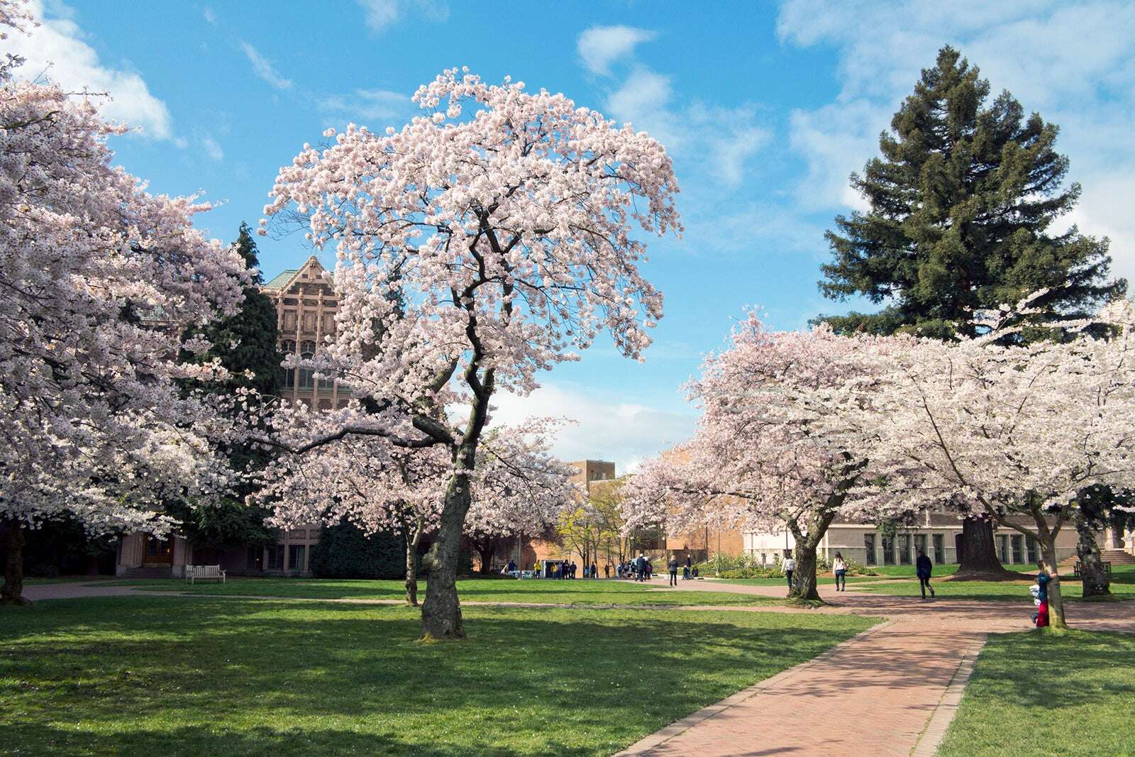 The best places to see cherry blossoms around the US this spring