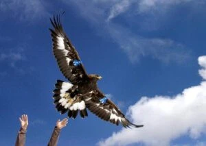 Man to plead guilty in ‘killing spree’ of eagles on Indian reservation