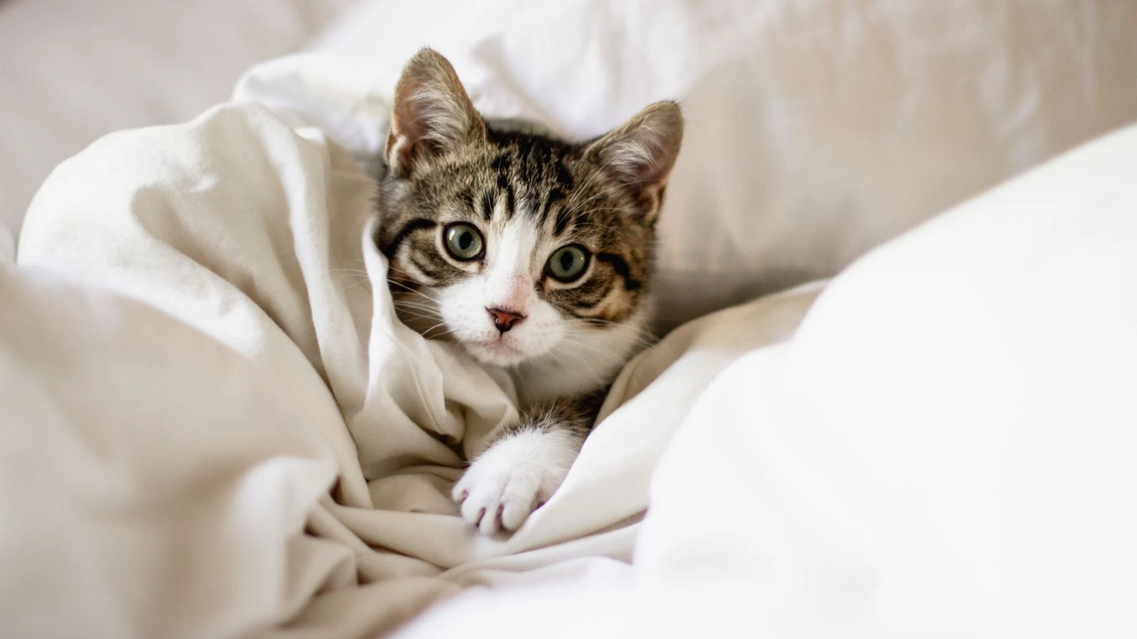 Vets giant targets FTSE-100 status with £10bn float plan