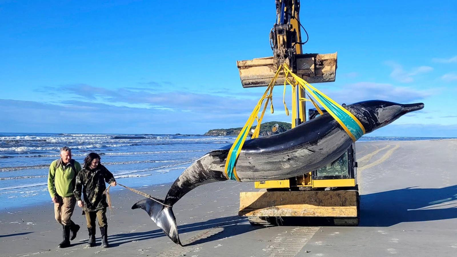 One of the world's rarest whales may have washed up on New Zealand beach