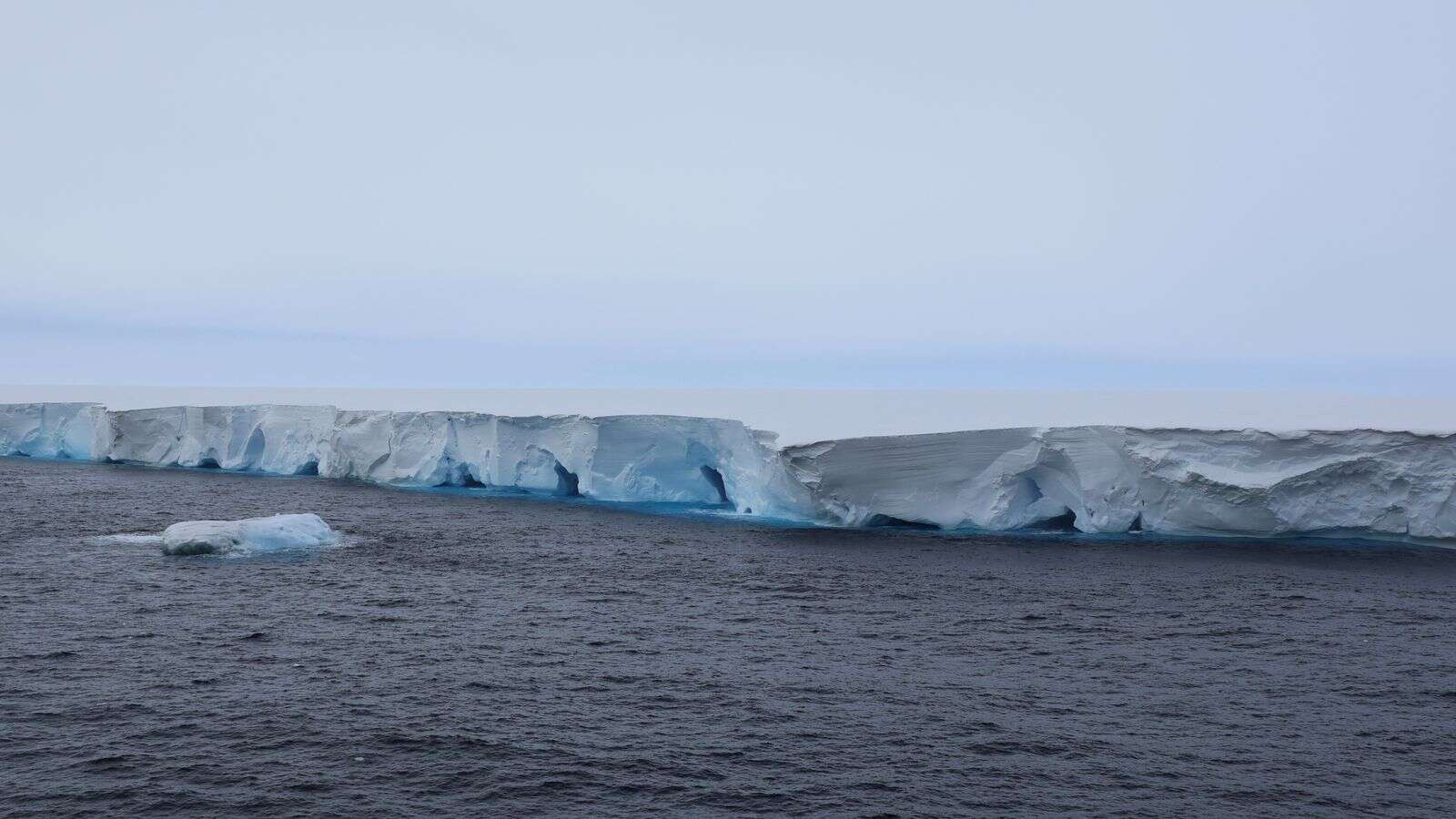 World's largest iceberg runs aground, putting these sea animals under threat