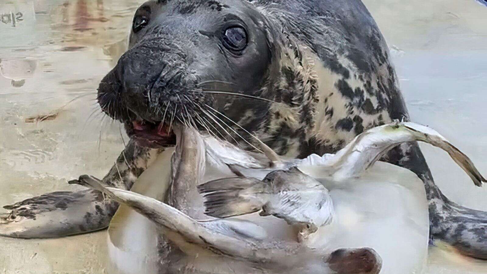 'Stubborn' seal who doesn't like to work for her food celebrates milestone birthday