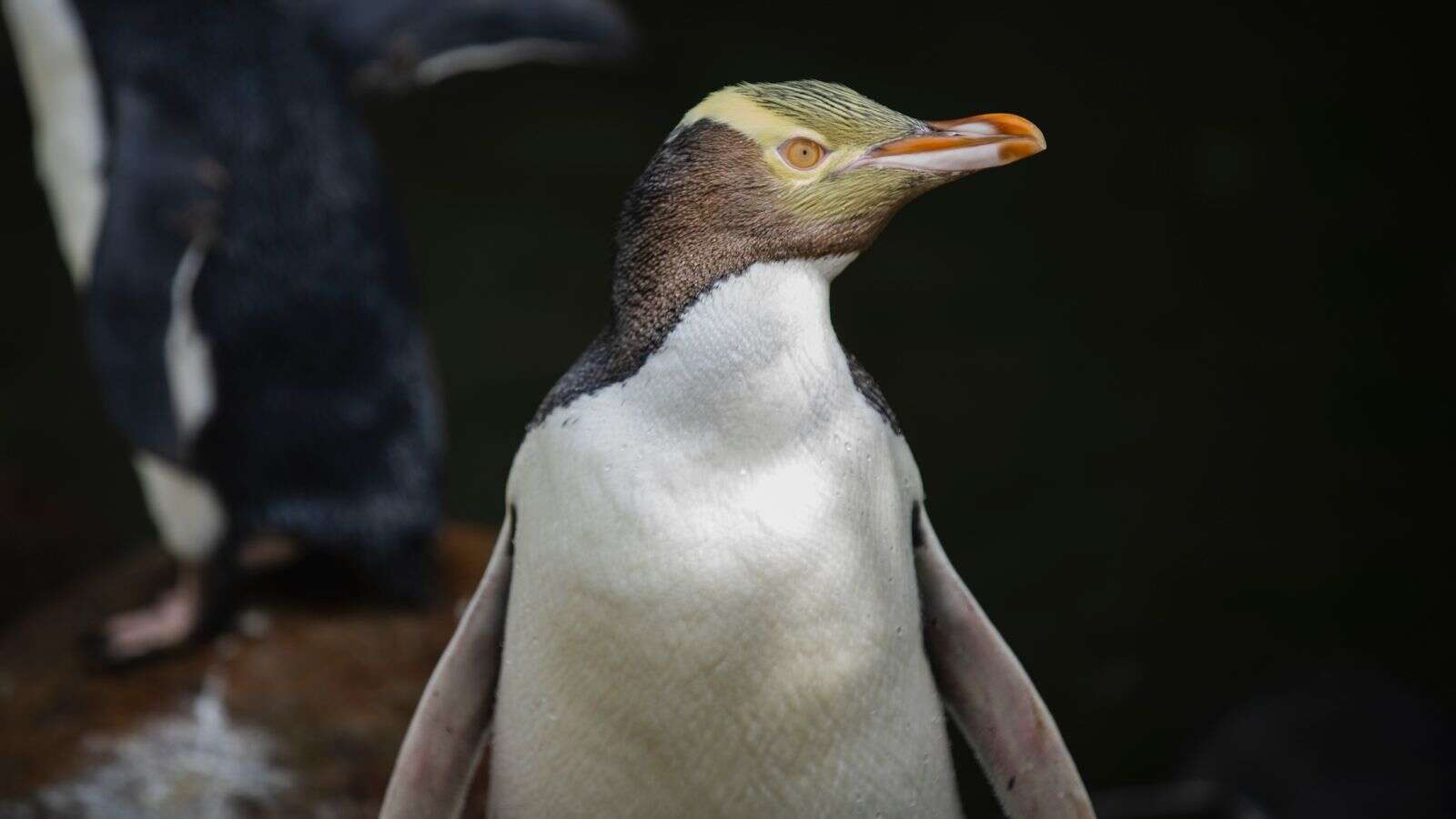 Shy penguin species wins New Zealand's Bird Of The Year after controversy-free contest