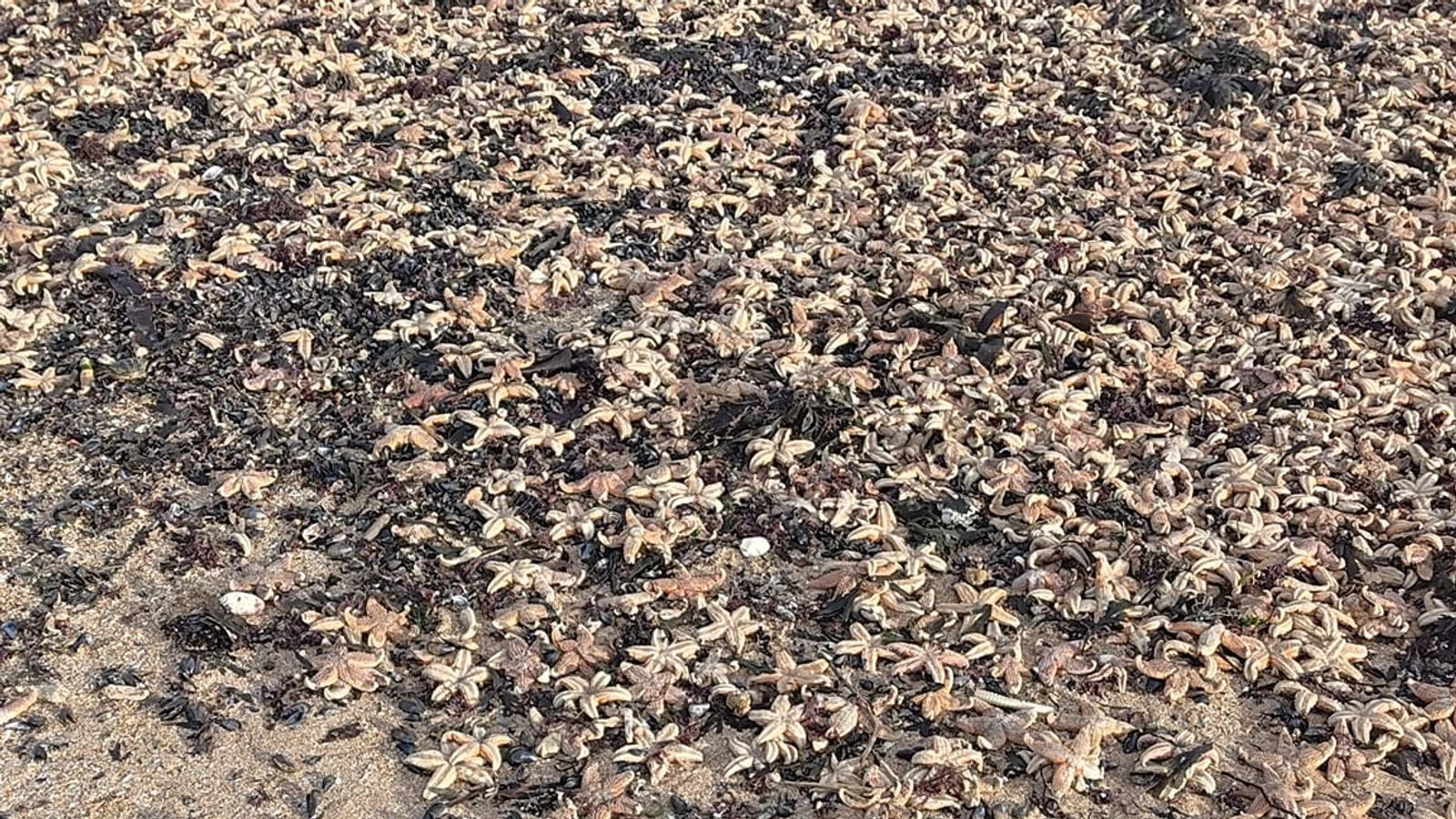 'Thousands' of starfish wash up on beach in Kent