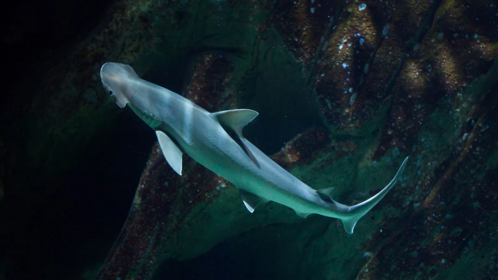 Sharks use Earth's magnetic field as a GPS, study suggests