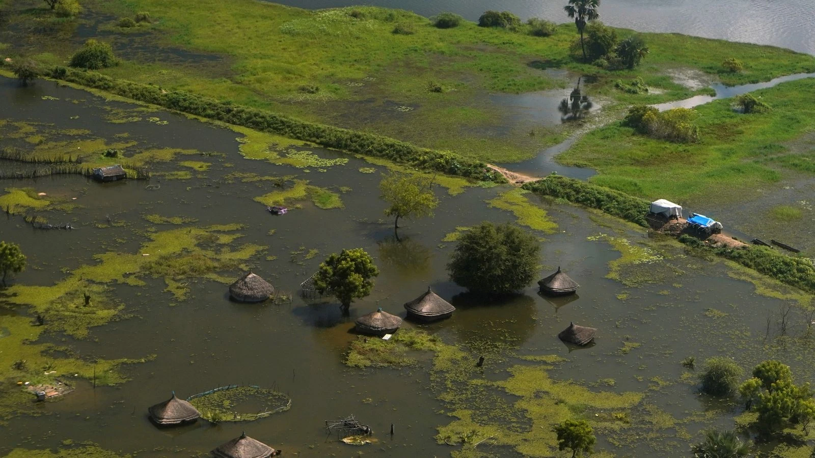 Cattle replaced by fish as South Sudan reels from two years of devastating floods