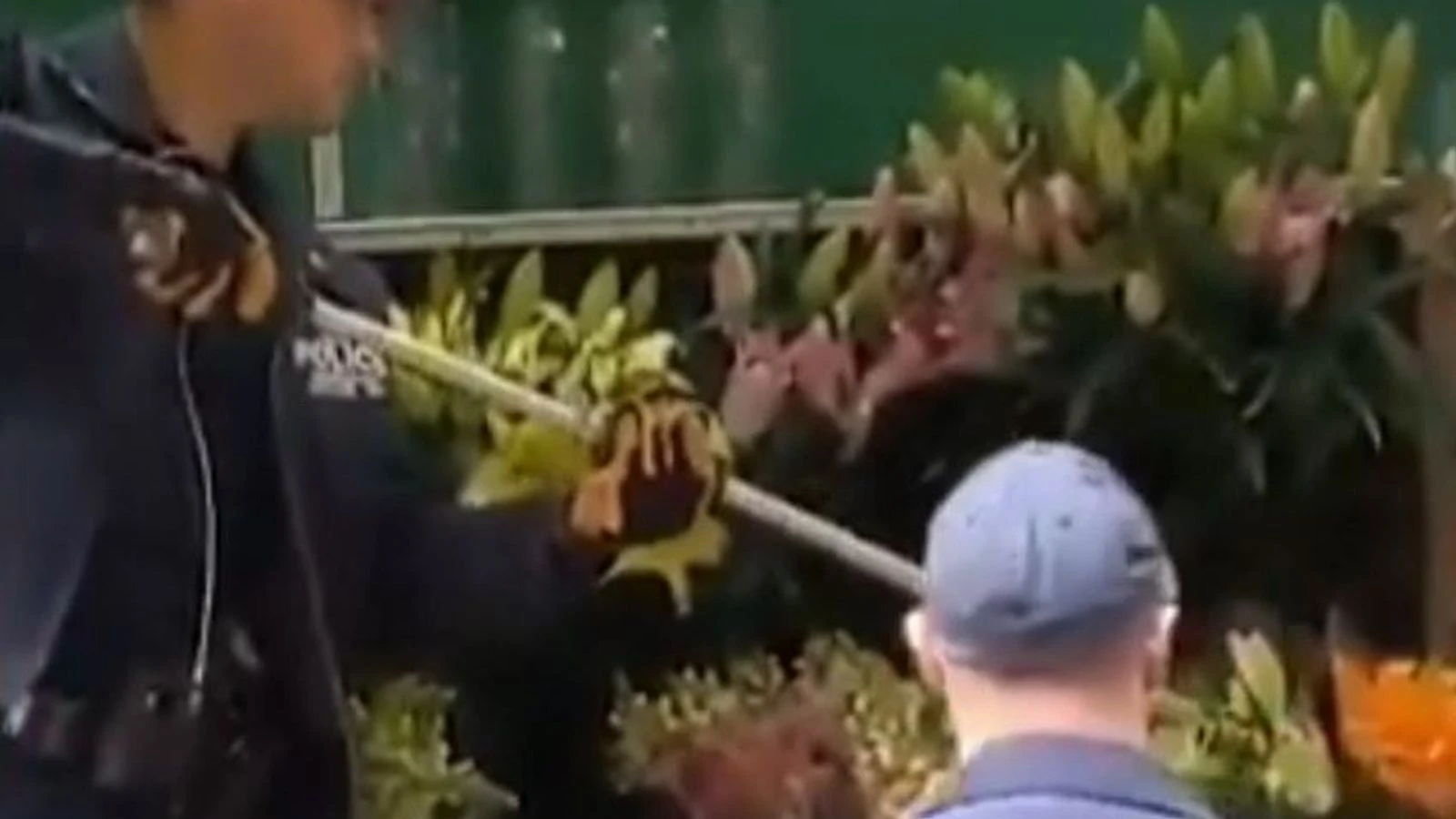 Strong fragrance? Skunk caught hiding in flowers