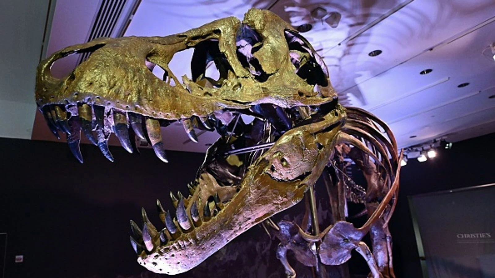 T-Rex skeleton breaks record as anonymous buyer spares no expense with £24.5m auction bid