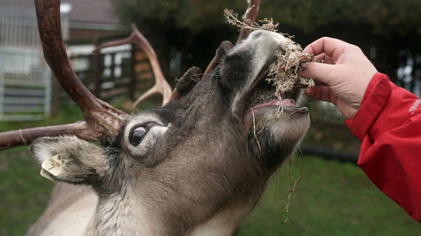 Reindeer Christmas bookings collapse amid 'horrendous' year