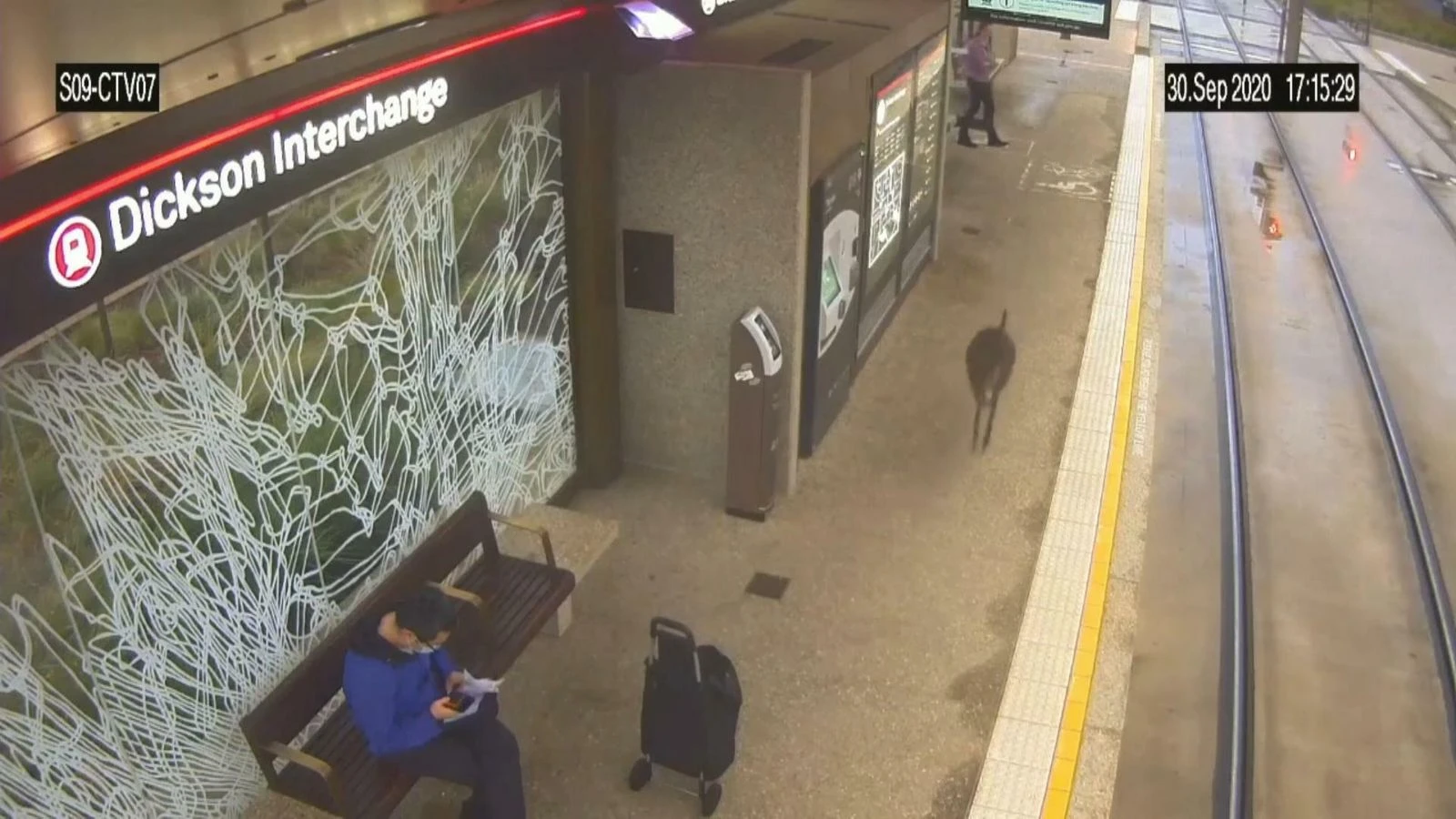 Kangaroo surprises commuters