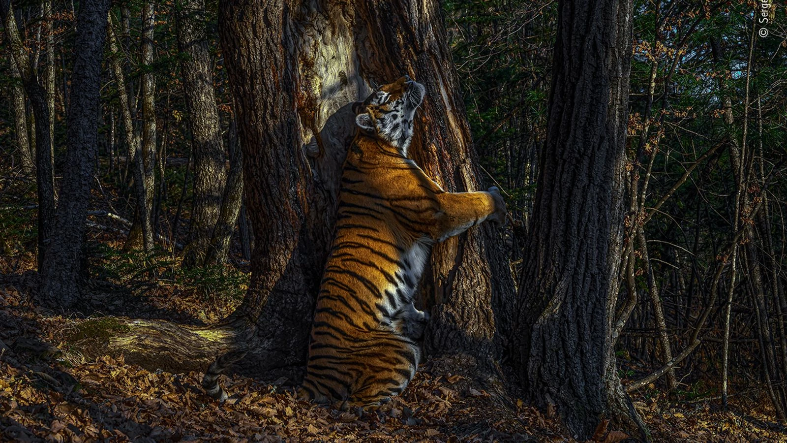 Wildlife Photographer Of The Year revealed - take a look at the best images of 2020