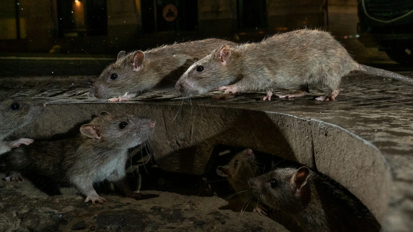 Scientists investigating whether rats could infect humans, official documents reveal