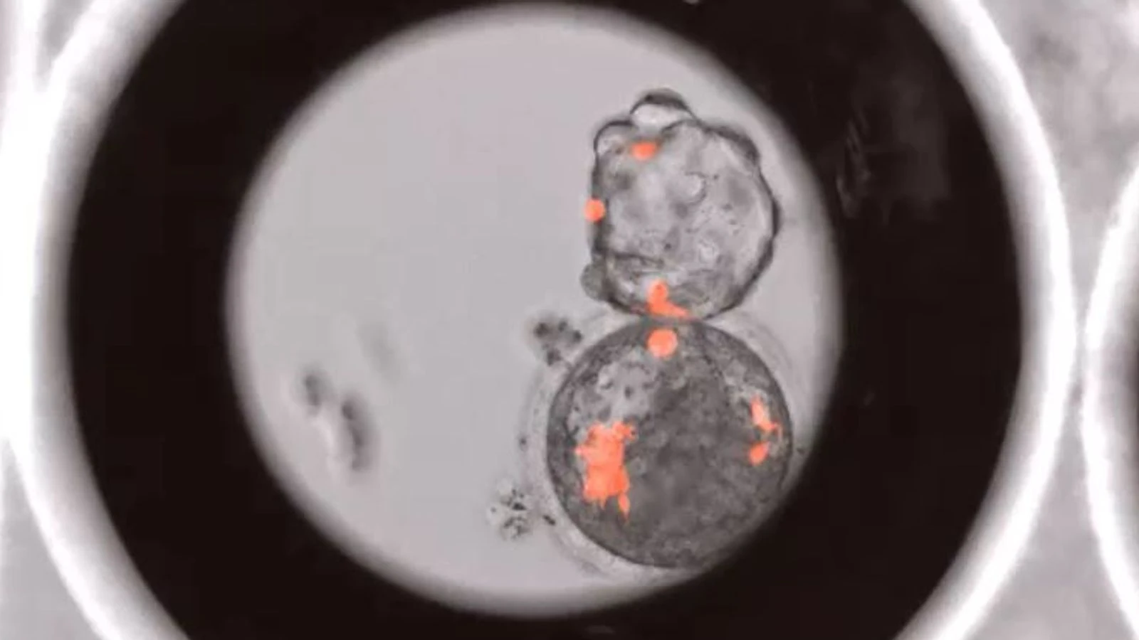 Human cells grown in monkey embryos triggers 'Pandora's box' ethical concerns
