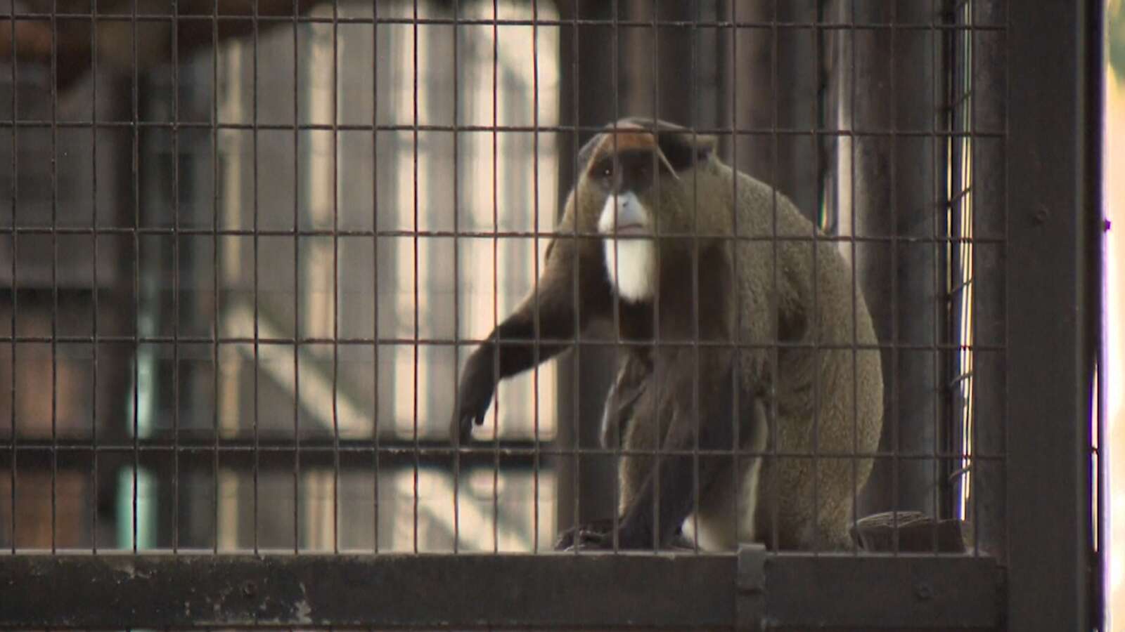 Cause of death of nine monkeys who died in two days at Hong Kong zoo uncovered